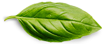 Fresh green leaf symbolizing the natural essence of Shiruto.